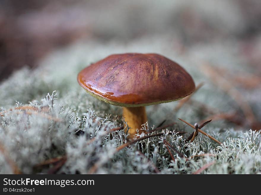 Autumn Mushrooms