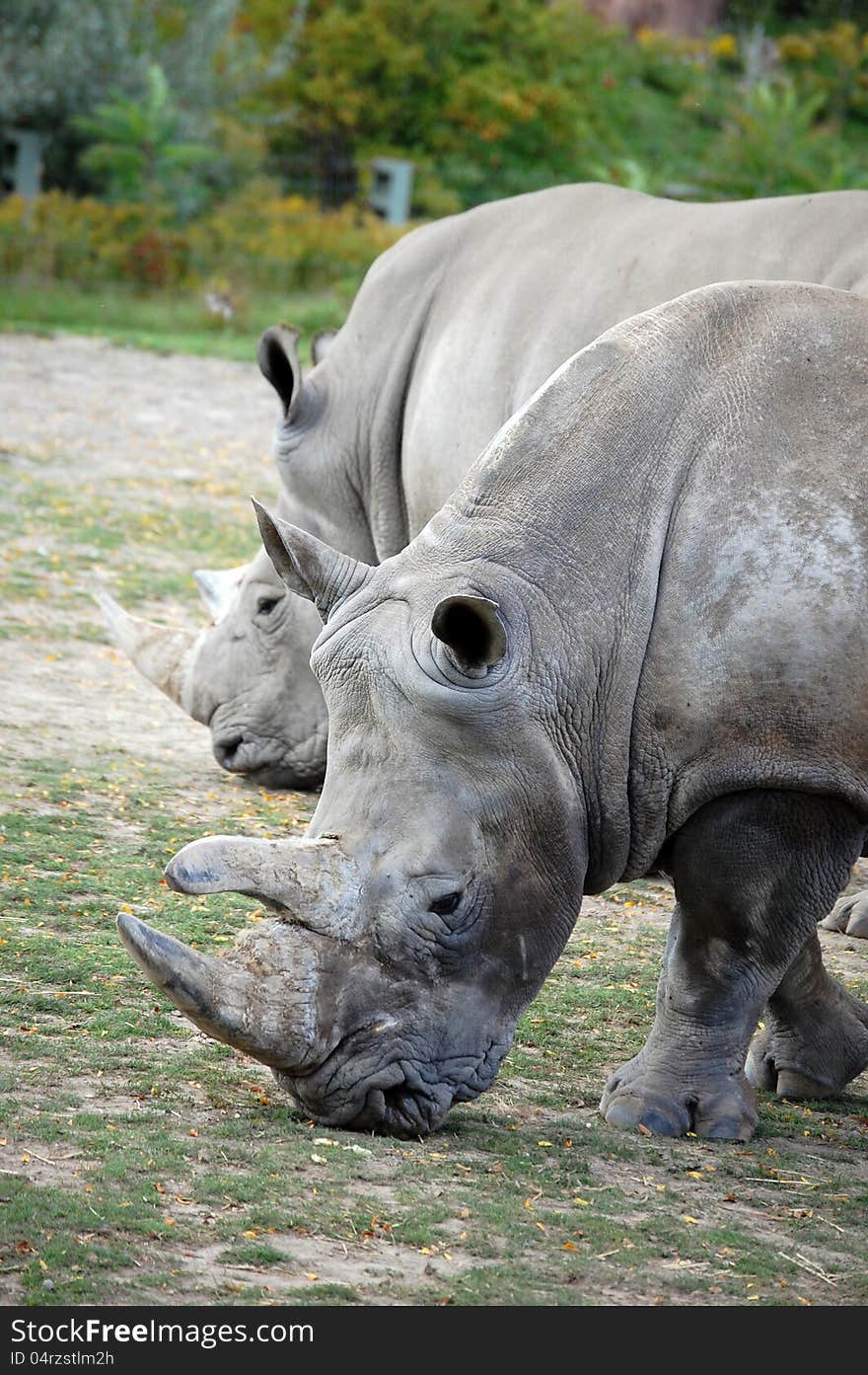 Two large rino's walking at zoo. Two large rino's walking at zoo.