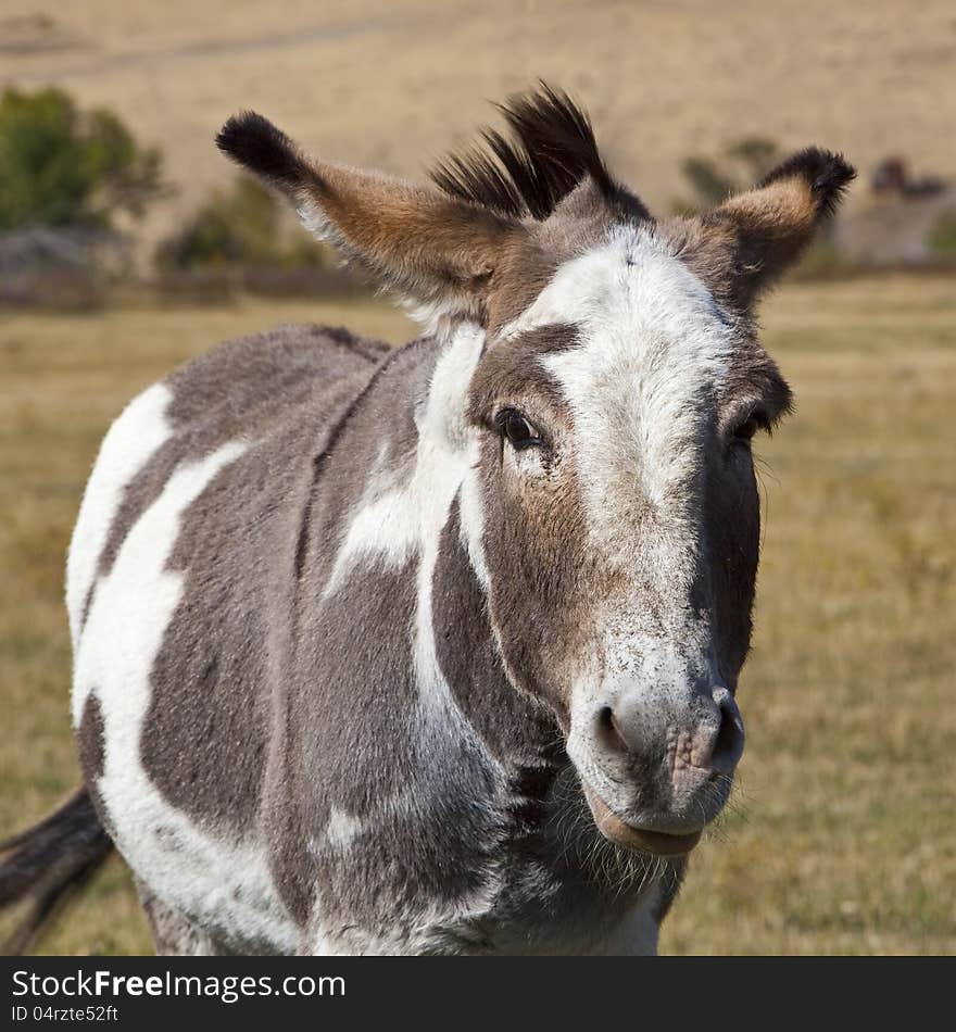 Donkey in pasture