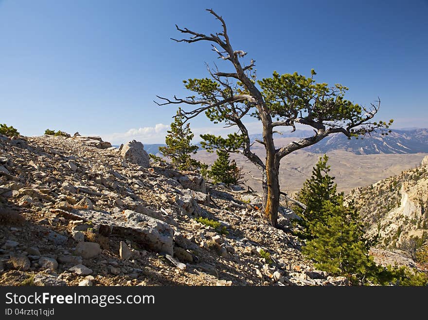 The lone windblown ponderosa pine tree sits on top of Hart Mountain Wyoming. The lone windblown ponderosa pine tree sits on top of Hart Mountain Wyoming.