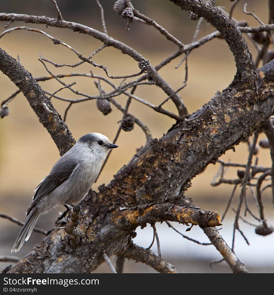 Gray Jay Perisoreus canadensis