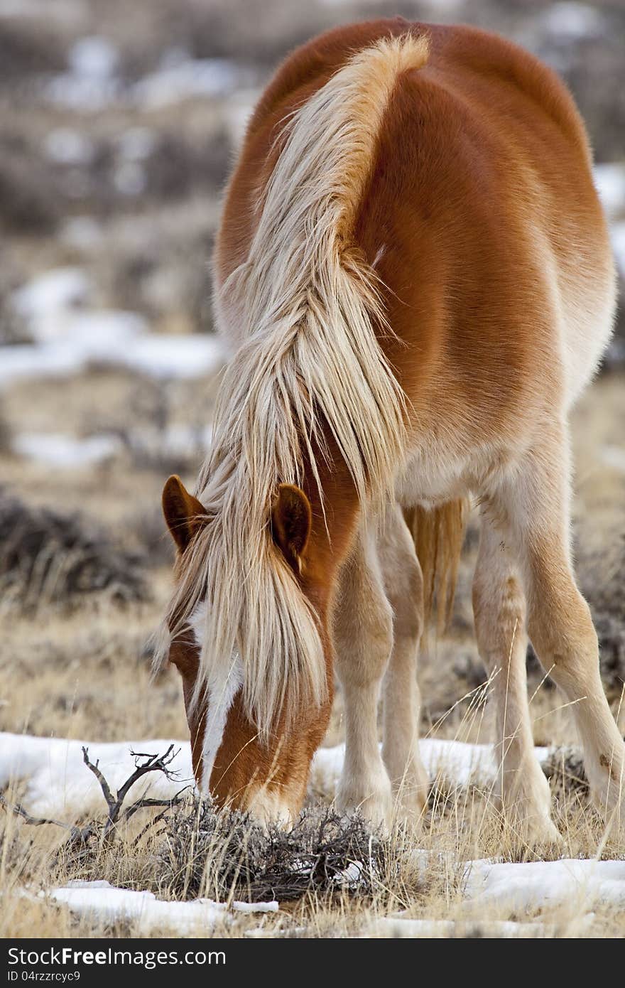 Beautiful wild horse in Wyoming