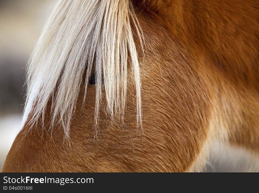 Portrait of a wild mustang in Wyoming