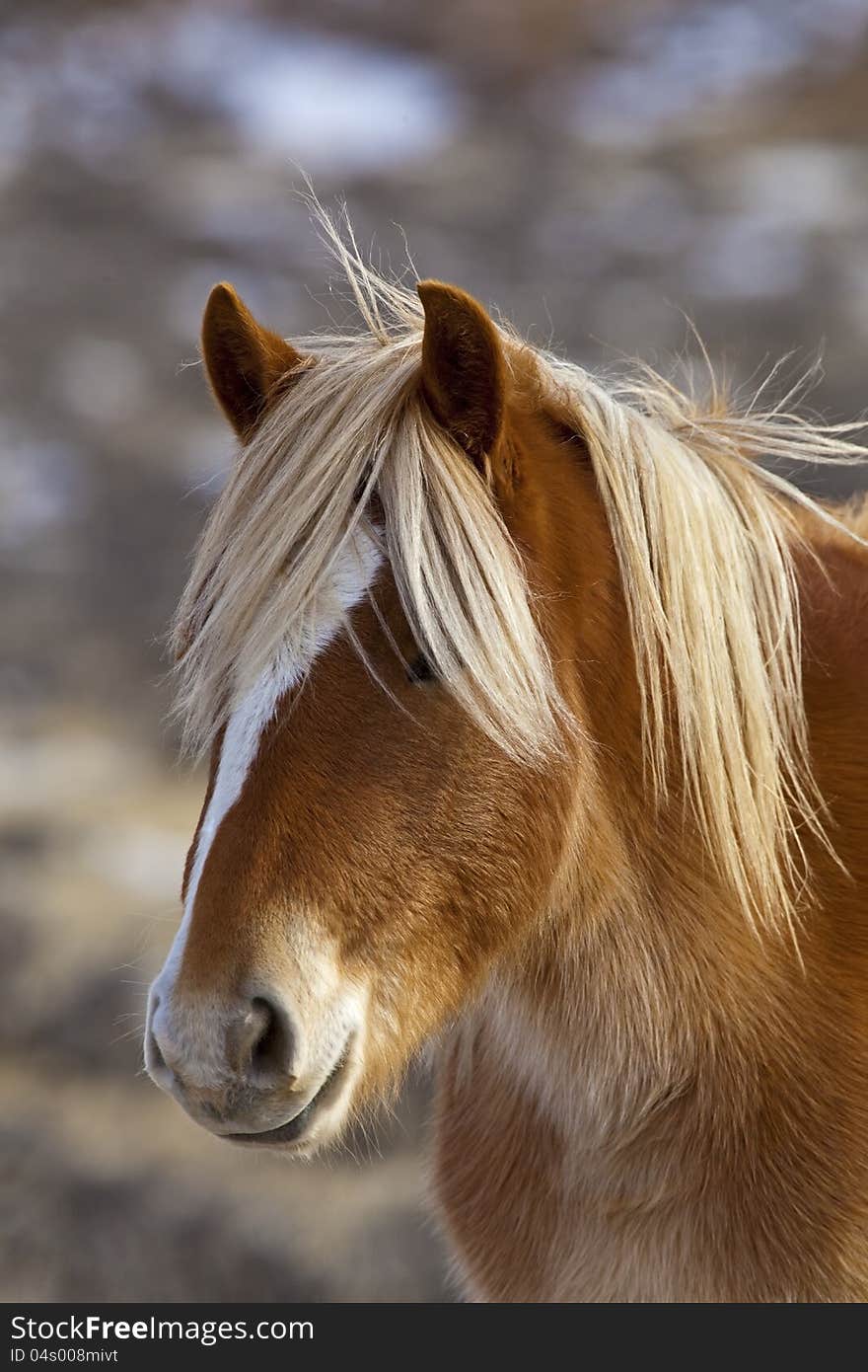 Wild horse mustang in McCullough Peaks badlands of western Wyoming and Montana exhibits her winter coat and white facial blaze. Wild horse mustang in McCullough Peaks badlands of western Wyoming and Montana exhibits her winter coat and white facial blaze.