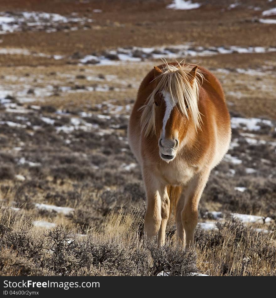 Wild mustang dominant mare survives on the high desert winter range in McCullough Peaks badlands of western Wyoming and Montana. Wild mustang dominant mare survives on the high desert winter range in McCullough Peaks badlands of western Wyoming and Montana.