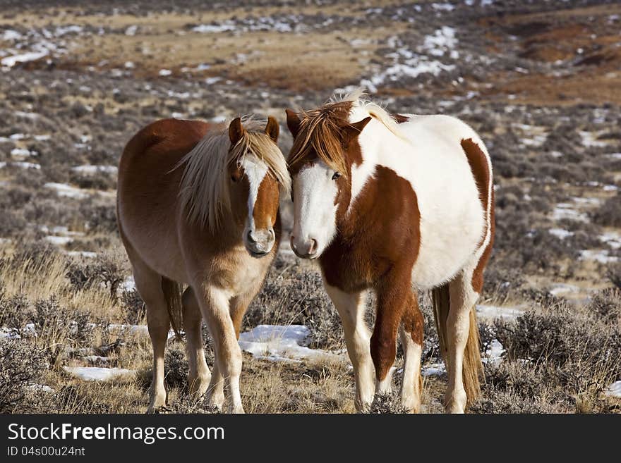 Wild horse mustangs in McCullough Peaks badlands of Wyoming and Montana exist on the cold winter range. Wild horse mustangs in McCullough Peaks badlands of Wyoming and Montana exist on the cold winter range.