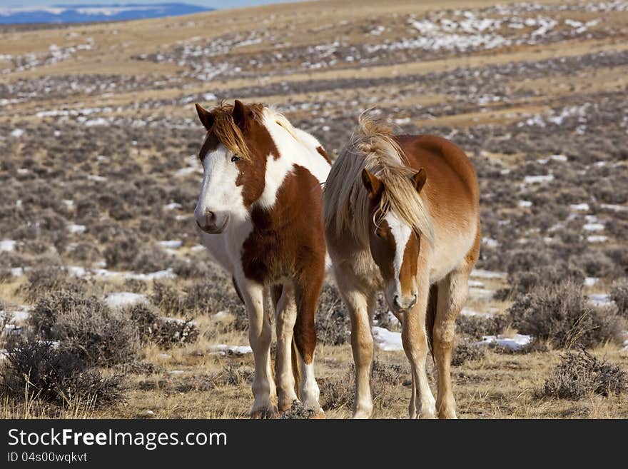 Wild horse mustang mare with colt in McCullough Peaks badlands forage on the winter range. Wild horse mustang mare with colt in McCullough Peaks badlands forage on the winter range.