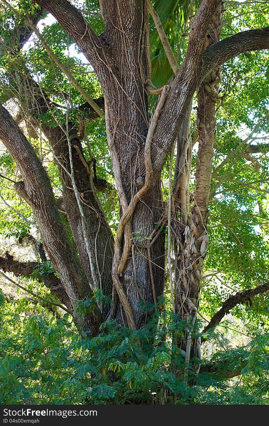 Vertical shot of a large oak tree with a ficus type strangler vine growing up its trunk. Vertical shot of a large oak tree with a ficus type strangler vine growing up its trunk.