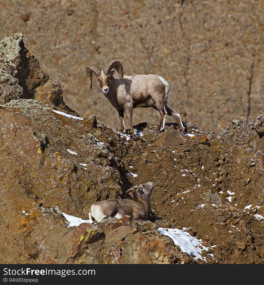 Bighorn Sheep Ovis canadensis