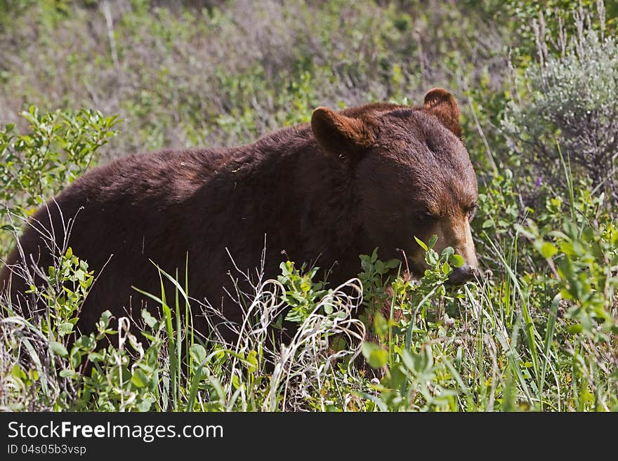 Black bear Ursus americanus is busy eating to prepare for winter. Black bear Ursus americanus is busy eating to prepare for winter.