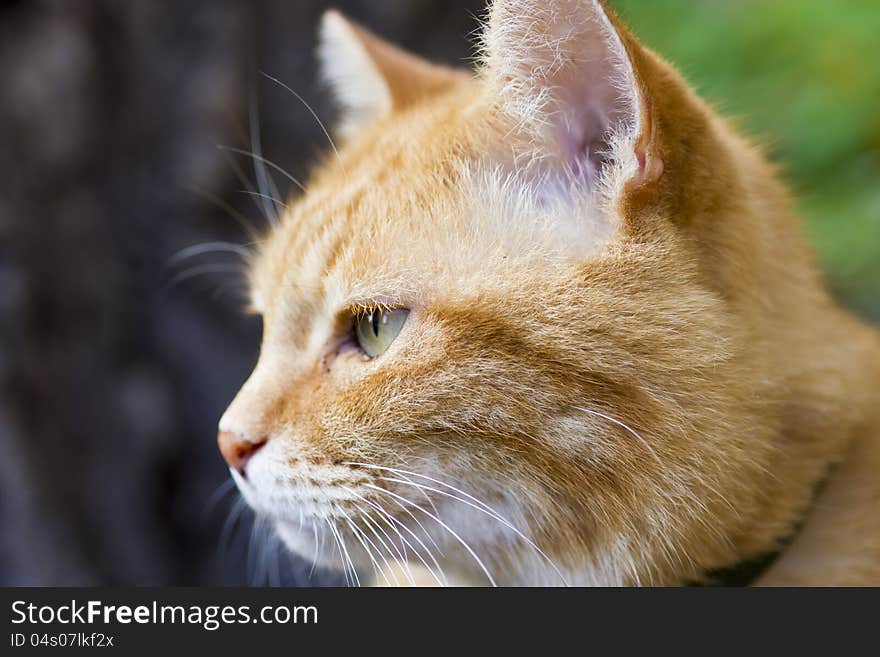 Red beautiful cat