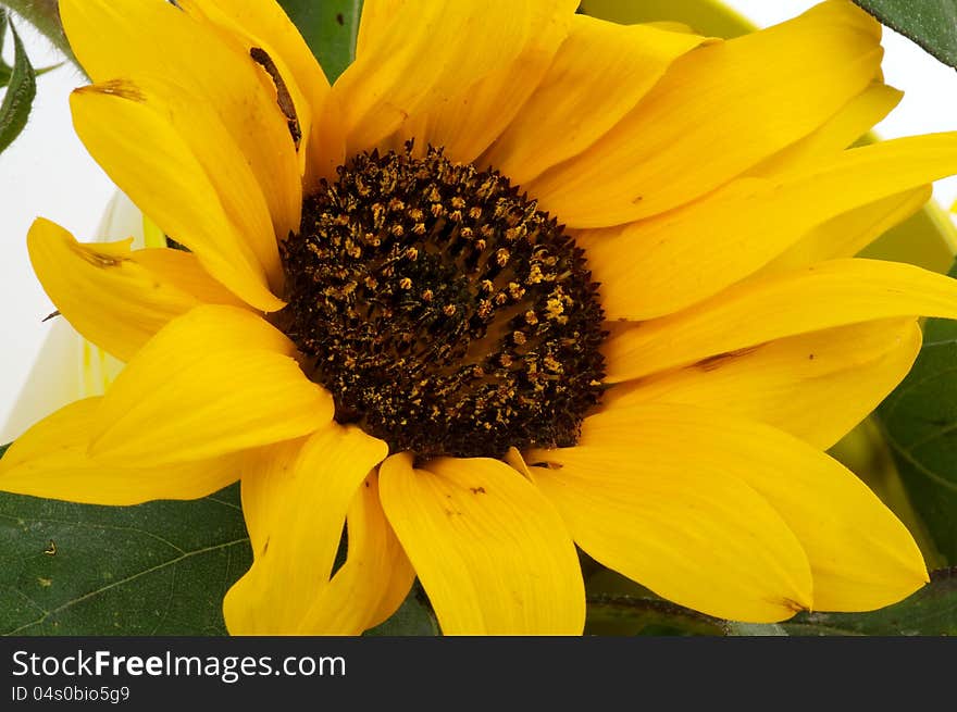 Perfect Sunflower with Leafs closeup