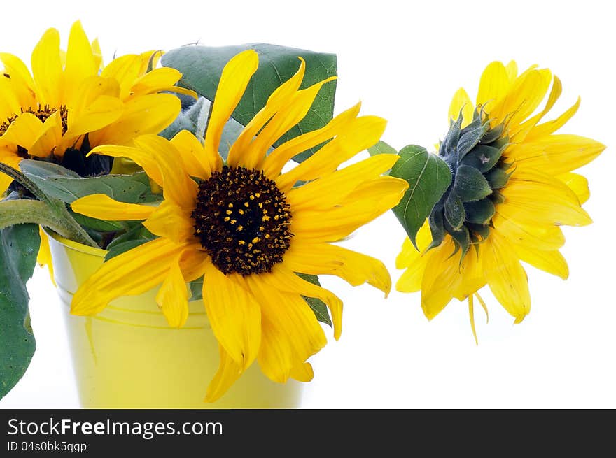 Beautiful Perfect Sunflowers with Leafs in Yellow Bucket isolated on white background. Beautiful Perfect Sunflowers with Leafs in Yellow Bucket isolated on white background