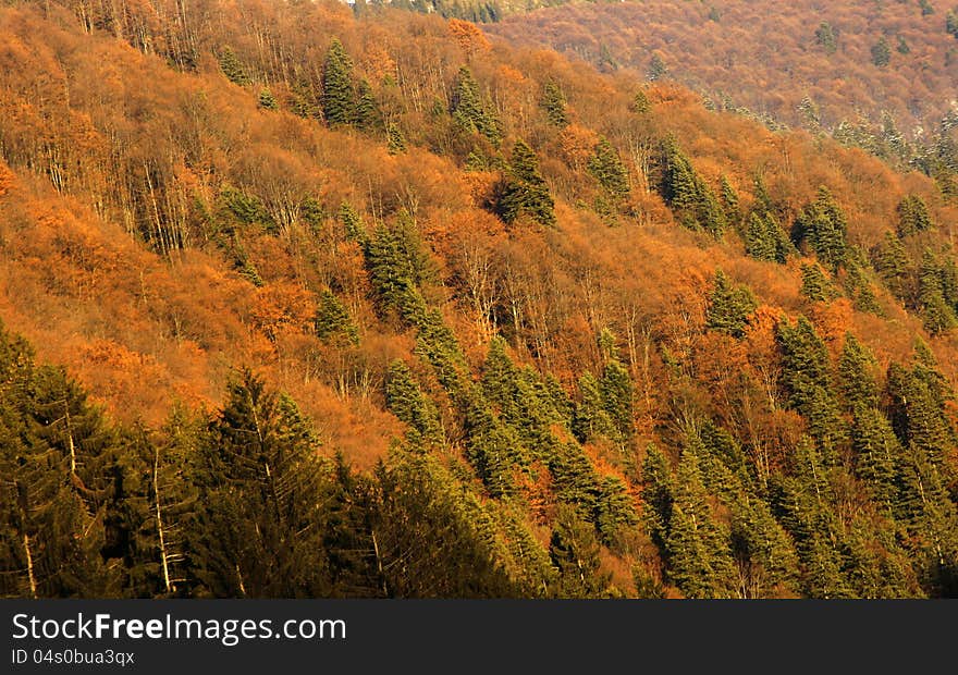 Autumn landscape forest