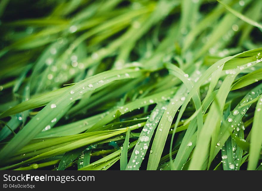 Water Drops On The Fresh Green Grass