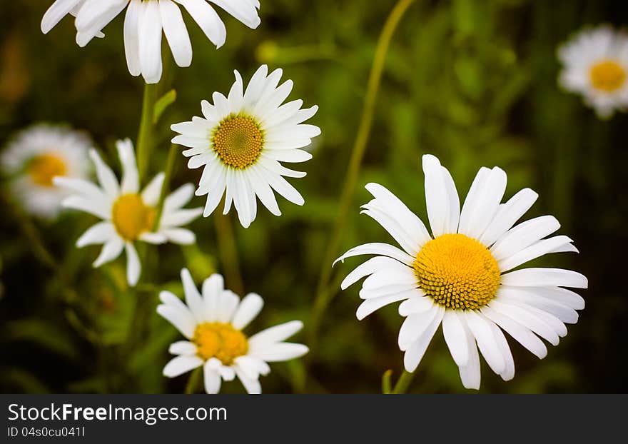 White chamomile