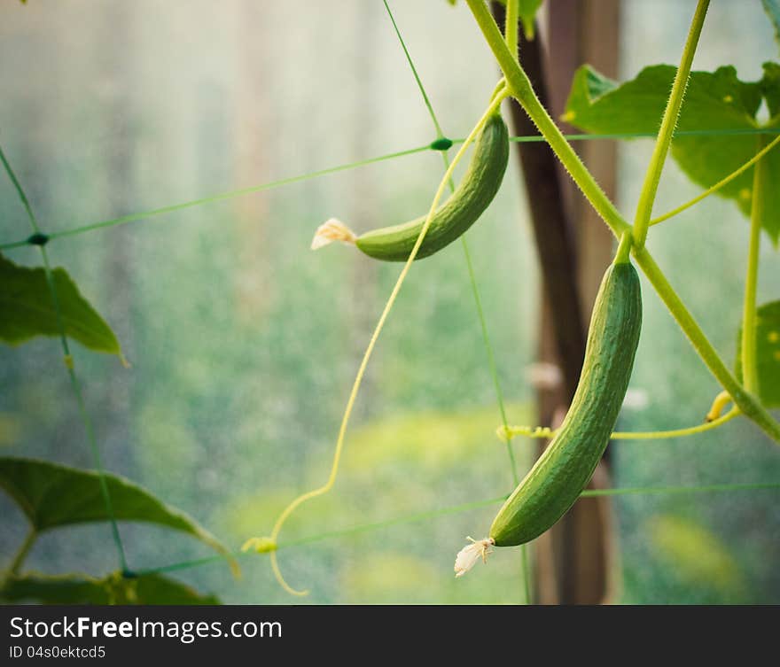 Young cucumbers