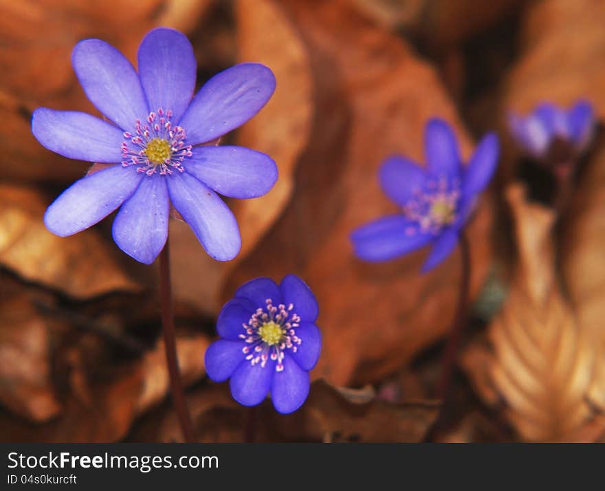 Closeup of pretty hepatica nobilis spring flowers in leaves. Closeup of pretty hepatica nobilis spring flowers in leaves