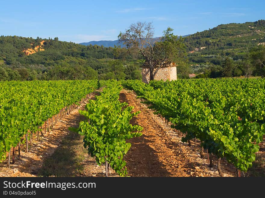 Landscape with vineyard