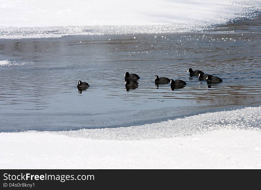 Ducks swimming in the frozen river. Ducks swimming in the frozen river.