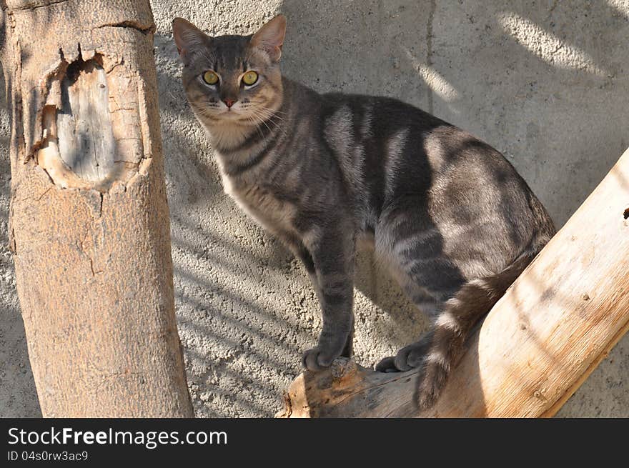 Grey house cat sitting in tree