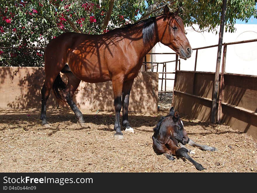 Mare with new born foal. Mare with new born foal