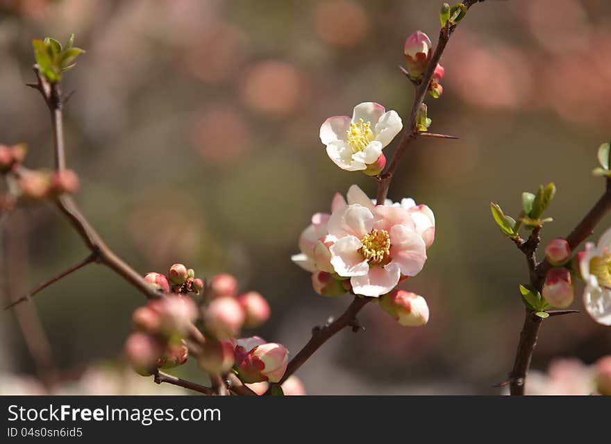 Sakura, Cherry blossom in Japan