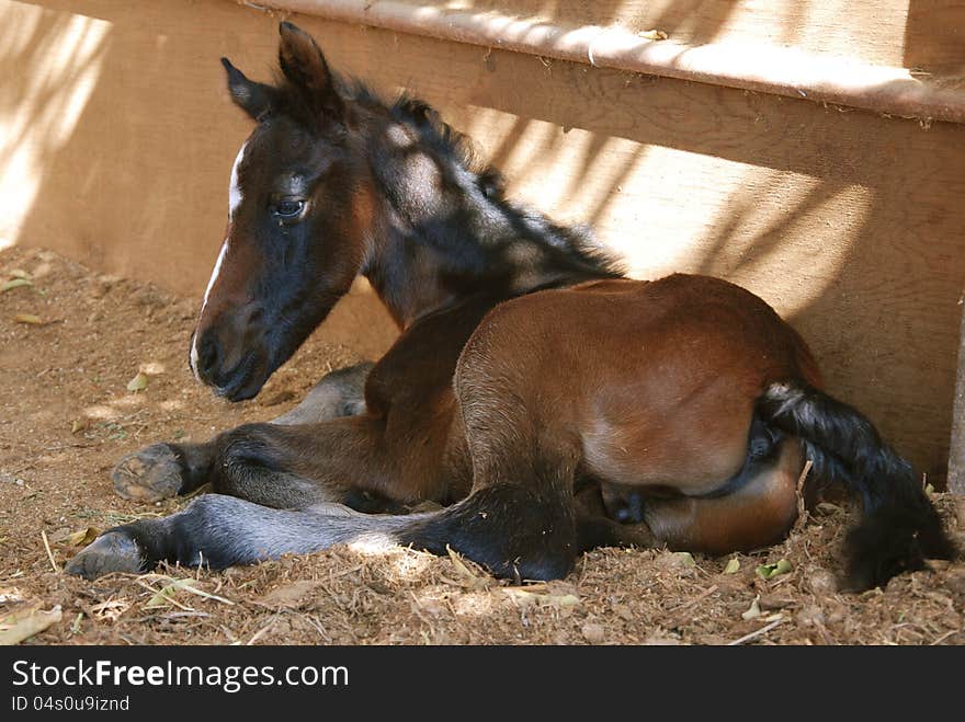 Arabian Lipizzaner mix colt