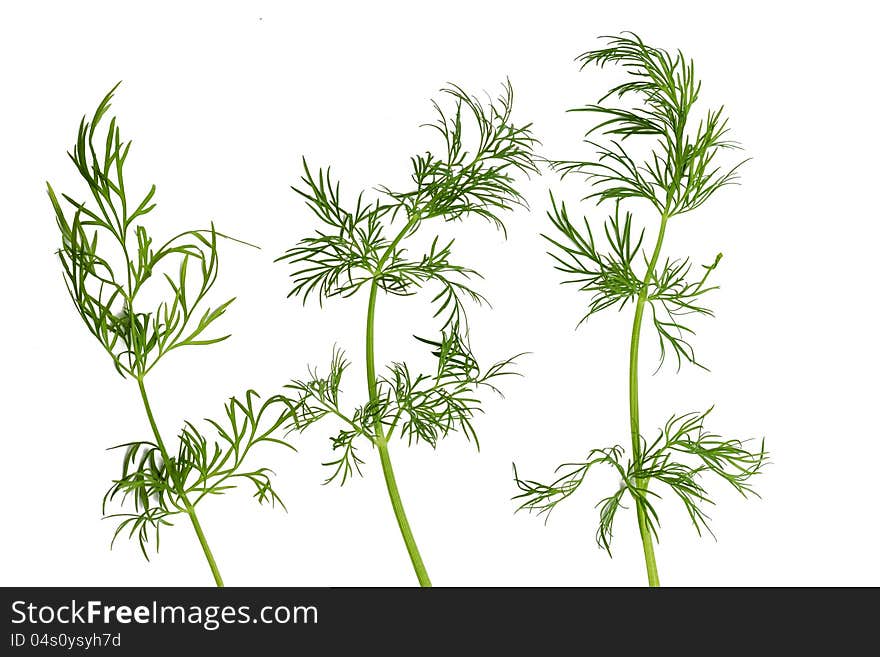 Green Fennel Leaf Isolated