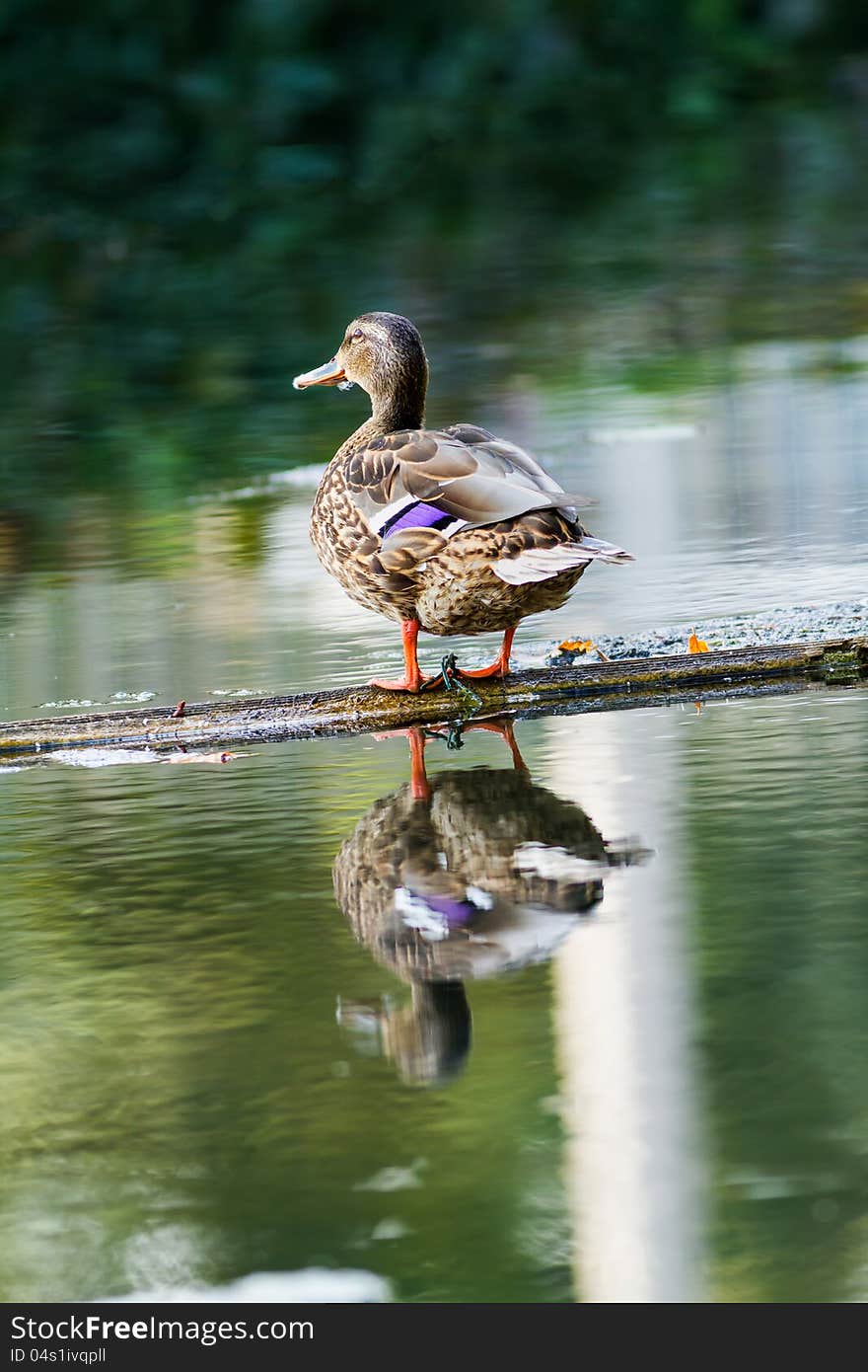 Wild duck resting on the log