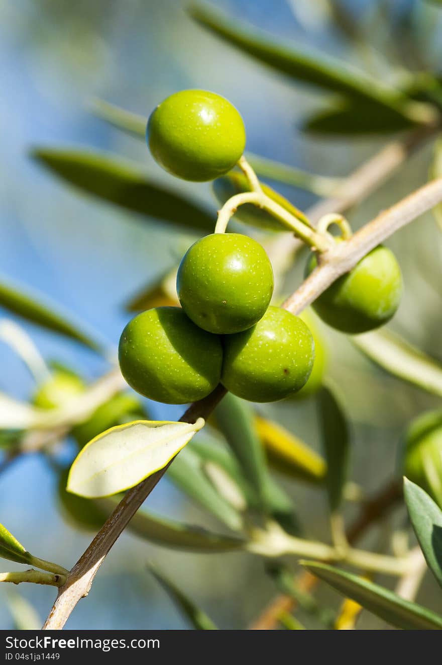 Olives