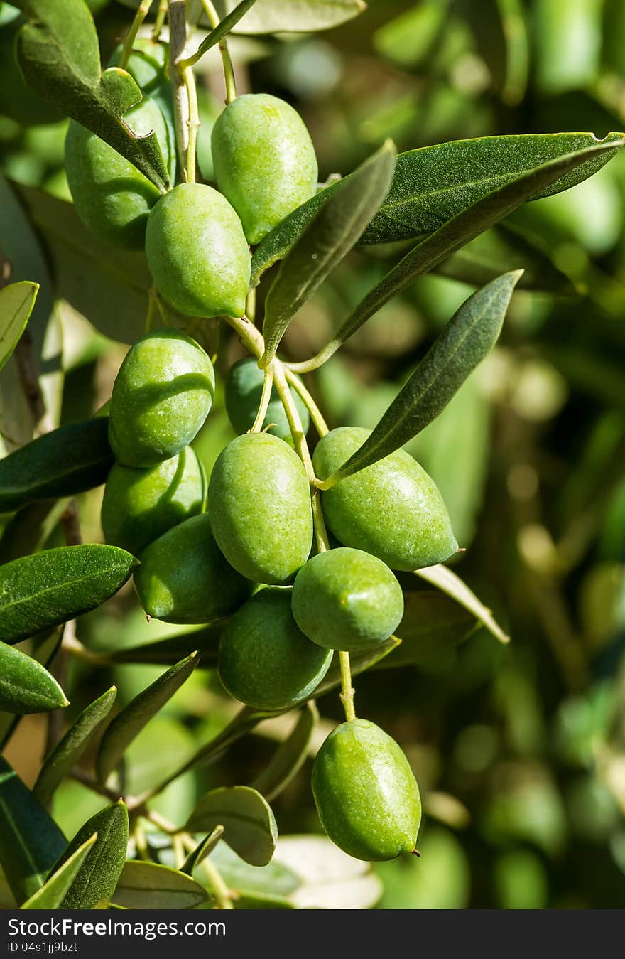 Olives