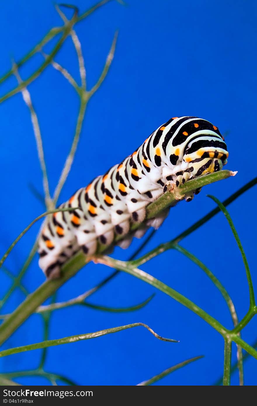 Macro of a caterpillar