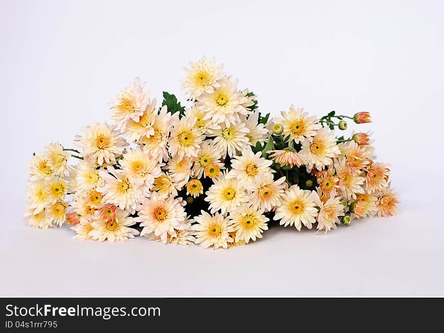 Autumn flowers yellow chrysanthemum on the white background. Autumn flowers yellow chrysanthemum on the white background