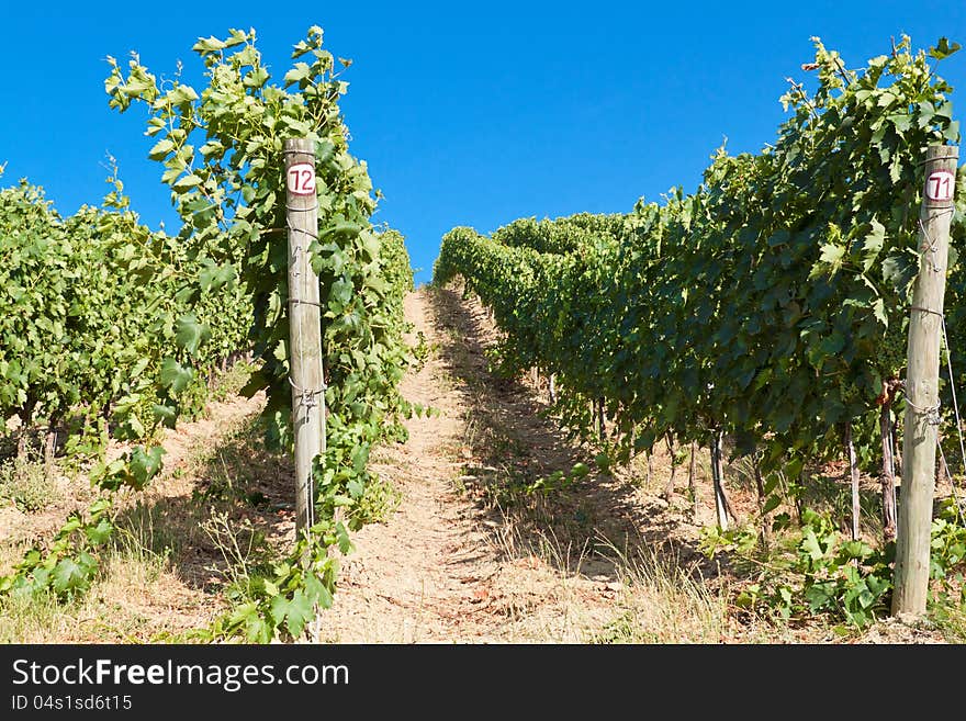 A vineyard in an Italian summer. A vineyard in an Italian summer