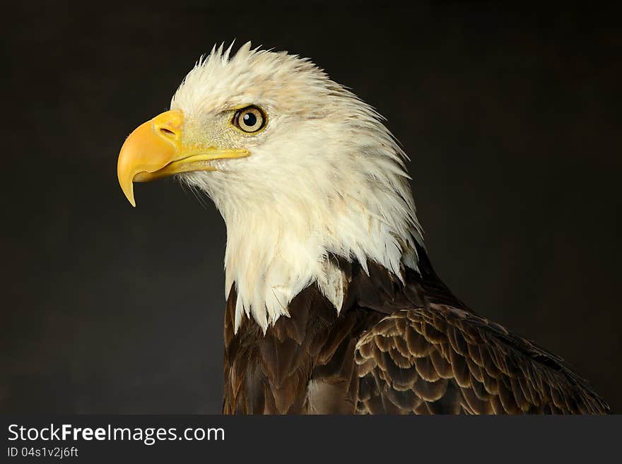 Portrait of Bald Eagle