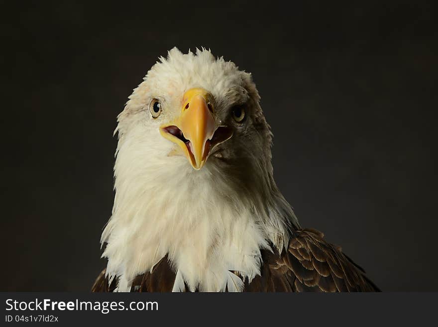 Portrait of Bald Eagle