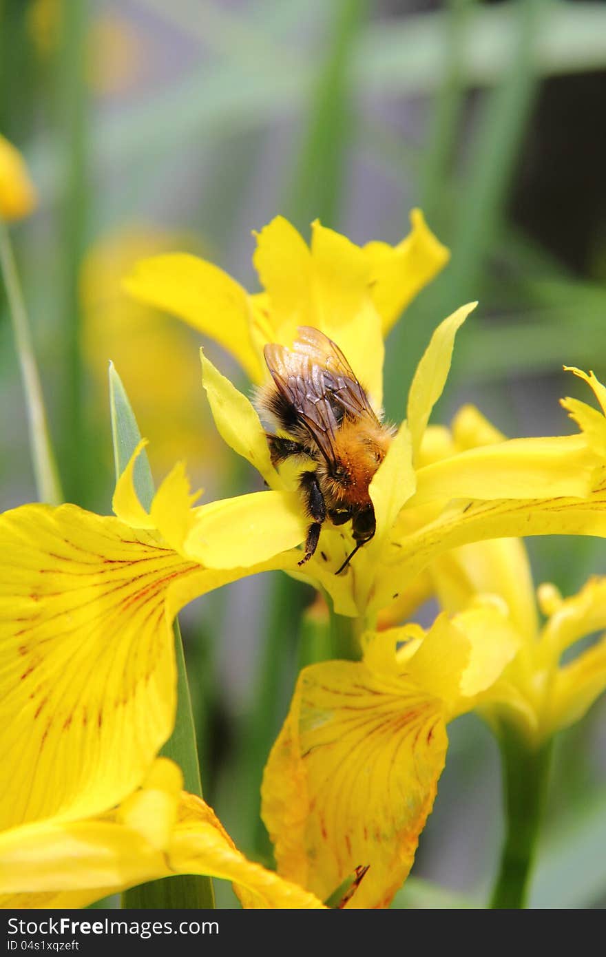 A bumblebee sitting on a blossoming flower on a summer meadow. A bumblebee sitting on a blossoming flower on a summer meadow.