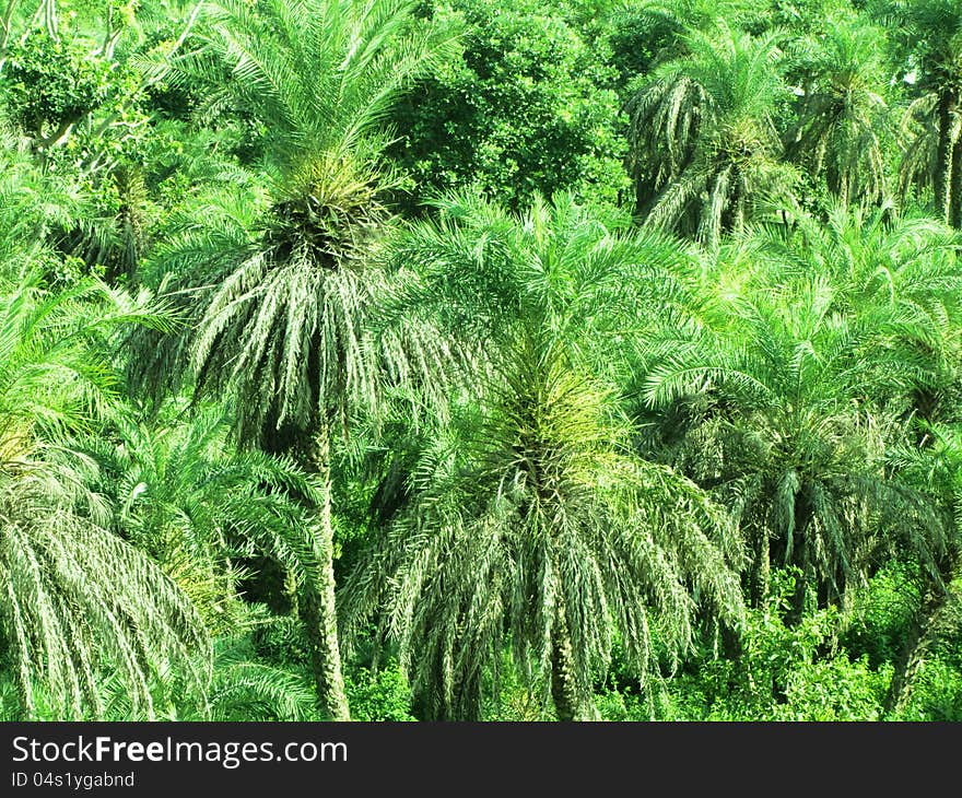 Date palm trees and lush green foliage. Date palm trees and lush green foliage