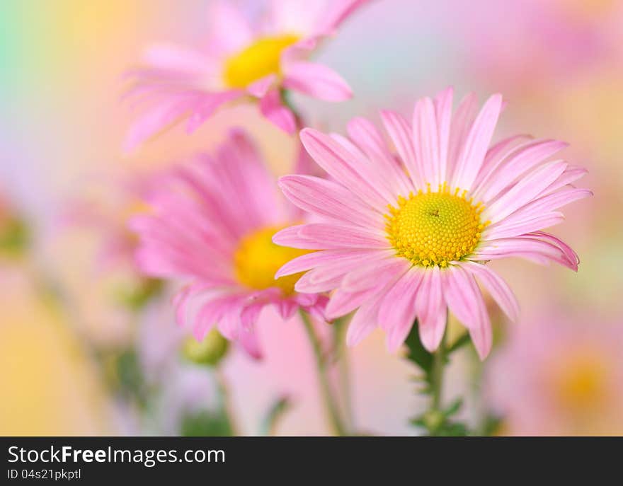 Pink Chrysanthemum Flowers