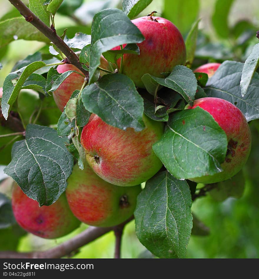 Closeup of apples bunch partly covered with foliage