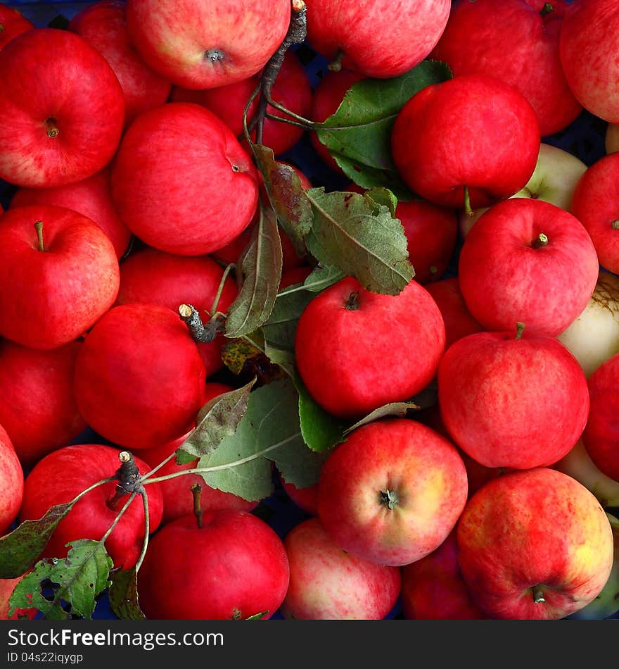 Ripe apples, pink with green leaves piled up in a blue box