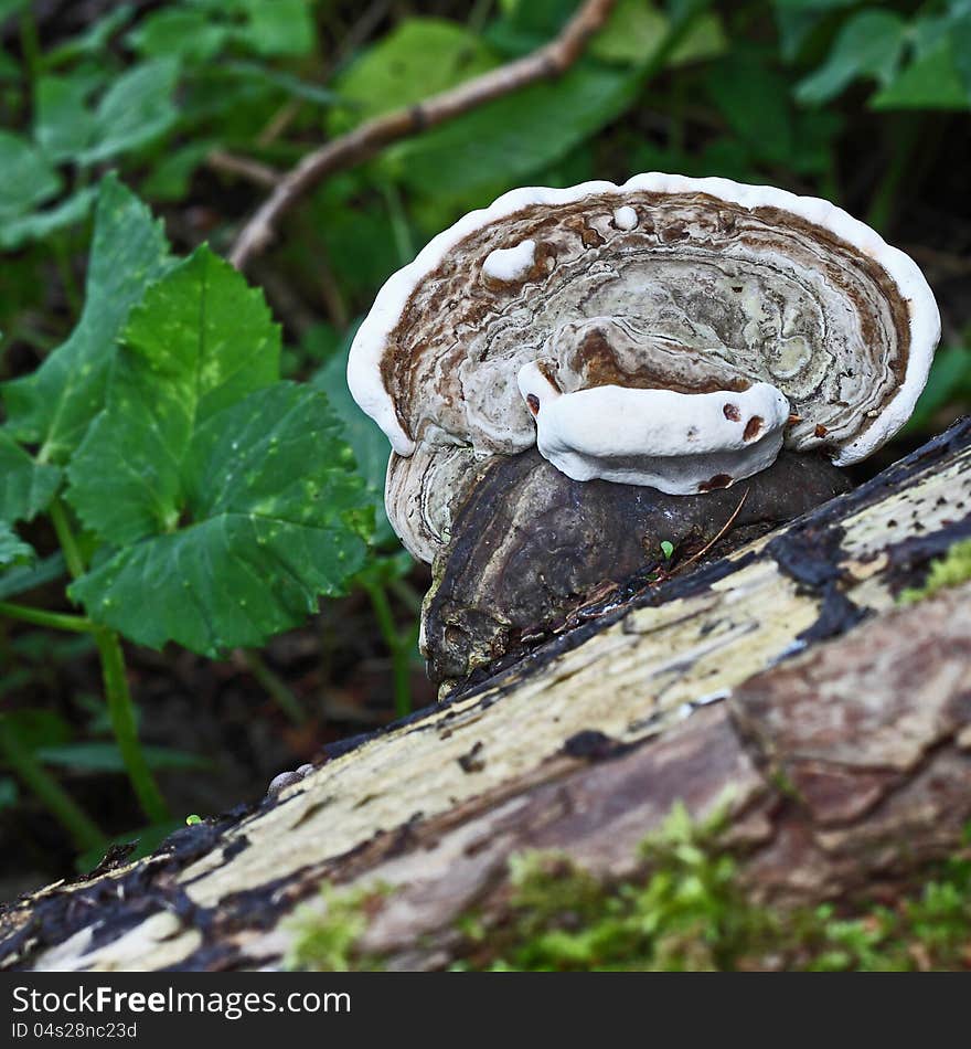 Wood fungus, resembling a smiling human face