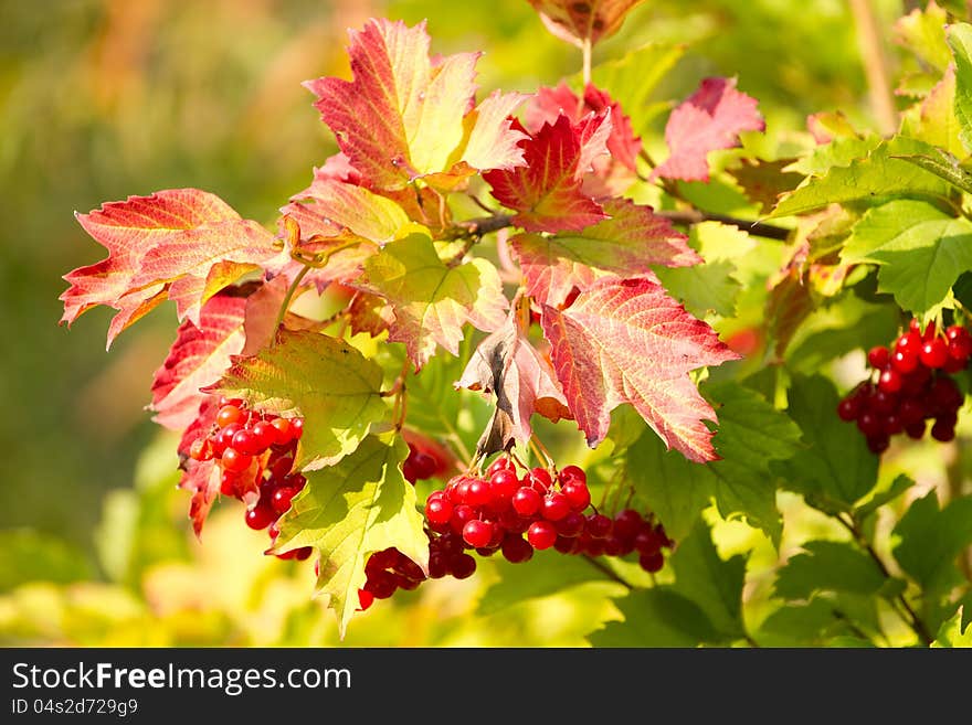 Red Viburnum Berries