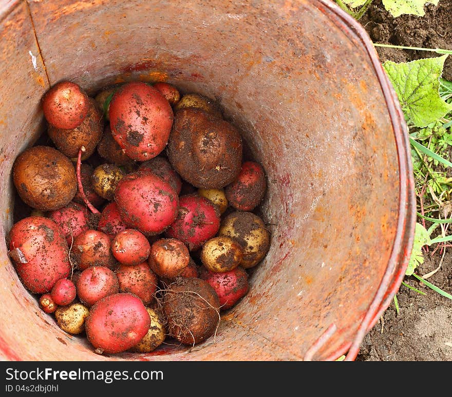 Potatoes small portion at the bottom of a rusty tin bucket