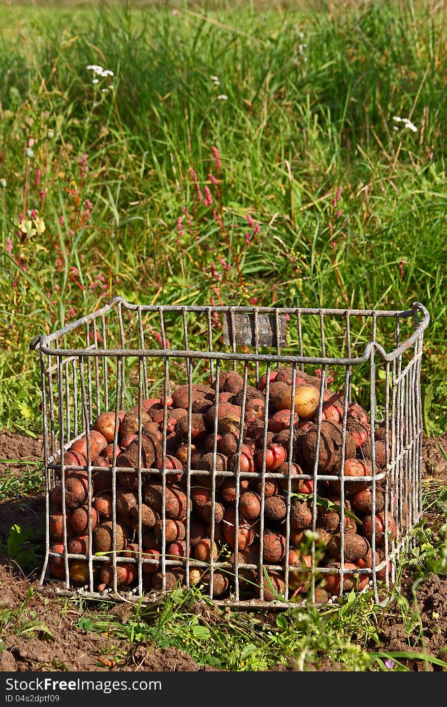 Potatoes fresh dug, in the metallic cage box on green grass background