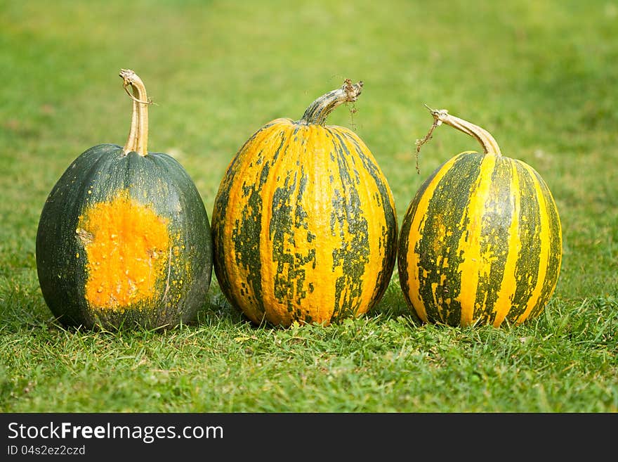 Three autumn pumpkins on the grass