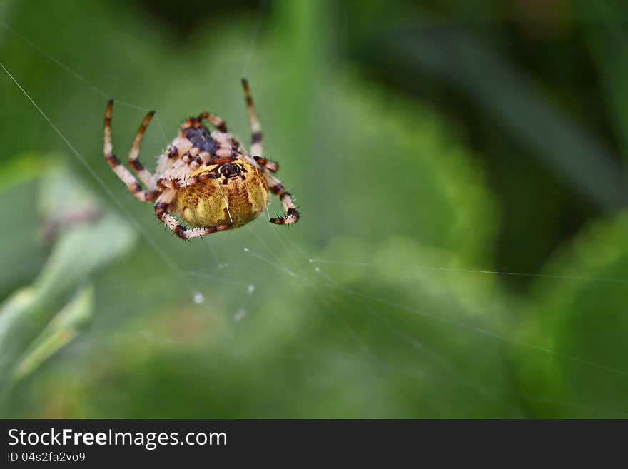 Spinning organ and legs of spider in the process of web yarn production macro closeup. Spinning organ and legs of spider in the process of web yarn production macro closeup