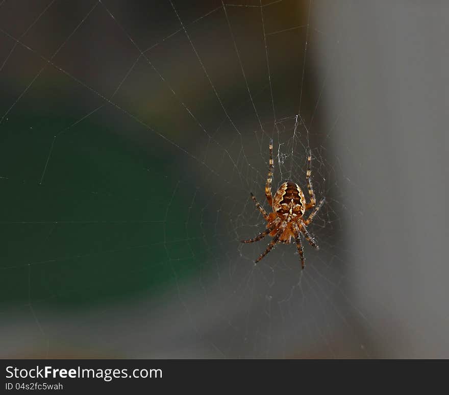 Cross tee spider Araneus diadematus in his web is waiting for the victim macro closeup. Cross tee spider Araneus diadematus in his web is waiting for the victim macro closeup