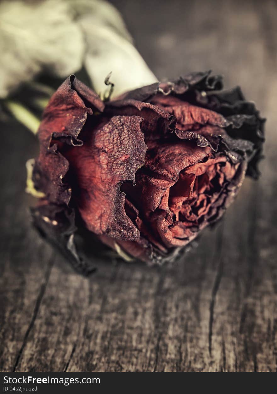 Dry red rose on an old wooden table,close up